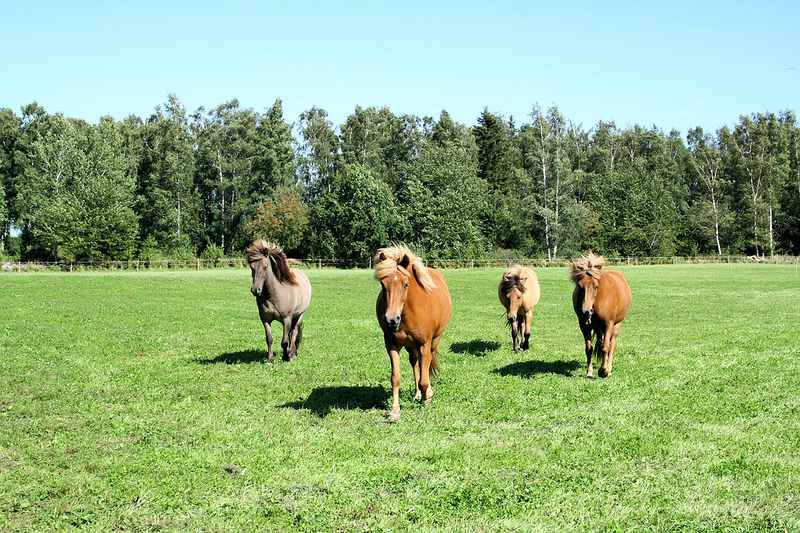 Galeriebild Solberga - Toller Pferdehof auf dem Lande mit insgesamt 18 ha Wiesen- u. Weidenareal