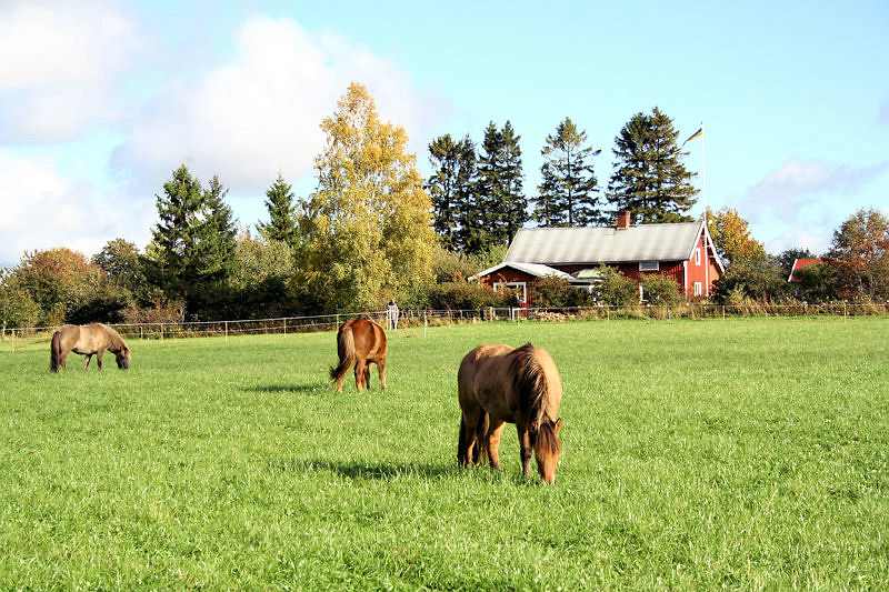Galeriebild Solberga - Toller Pferdehof auf dem Lande mit insgesamt 18 ha Wiesen- u. Weidenareal