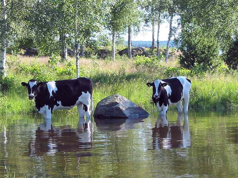 Hier erleben Sie, was der Alltag Ihnen in Deutschland nicht immer bieten kann.... Galeriebild Zwei wunderbare Ferienhäuser am See Örlen, Fiskestigen 8