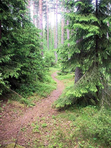 Interessant: Dieser Pfad führt vom Wegende ca. 10 Gehminuten durch dichten, beeindruckenden Wald bis zum Haus Galeriebild Lövneset 84
