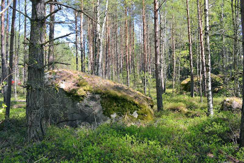 ....und durch diesen Märchenwald direkt zum Wasser gehen Galeriebild Lövkojan 1 - Schwedenvilla mit eigener Squashhalle