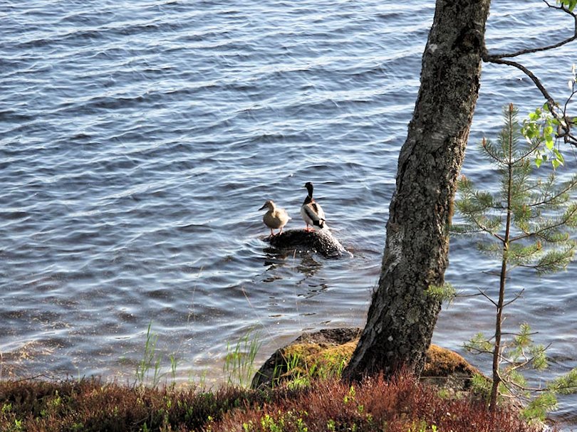 Wunderbar...! Galeriebild Högbo, Finnshyttan, so heißt das kleine schwedische Paradies am Ufer des mächtigen Sees Lersjön bei Filipstad in Värmland