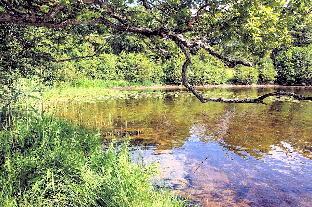 Am Ufer der einzigartigen Seenlandschaft "Helgasjön".... Galeriebild Paukenschlag am See Helgasjön! Neubauchance für Top-Villa auf Top-Seegrundstück in der historischen Provinz Småland