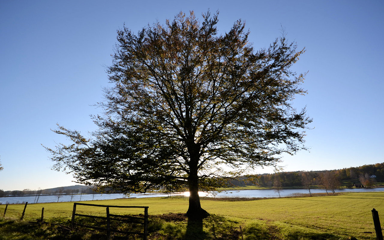 Der Herbst kommt mit mächtigen Schritten.... Galeriebild Glückstag für Auswandererfamilien! In der geschätzten Westküstenprovinz Halland wartet das Traumanwesen "Ulvvad" auf Sie!