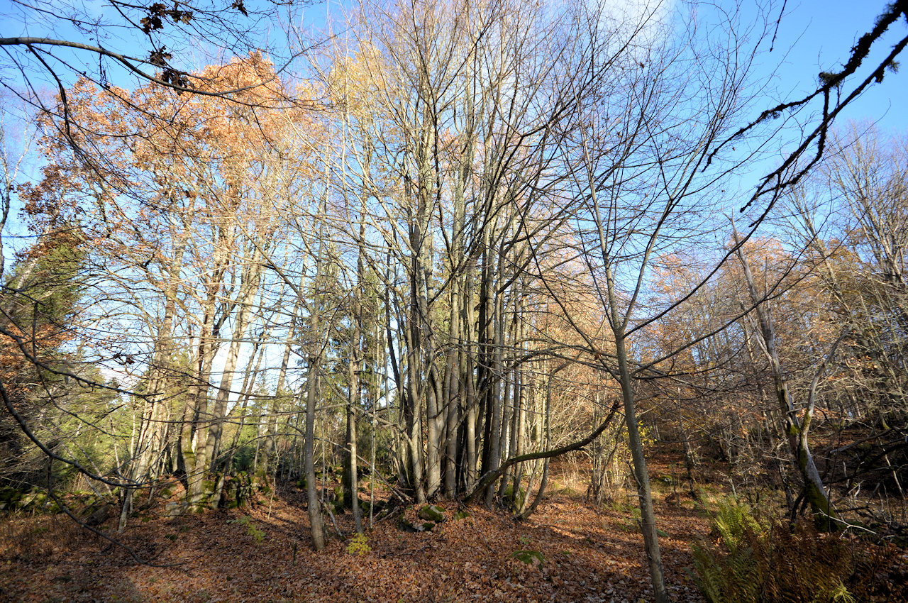 Erstaunlich, was die Natur hervorbringt. Galeriebild Weiler Hult - nahe Unnaryd / Halland. Wir sollten nie aufhören nach dem weltlichen Paradies zu greifen. Hier ist es...!