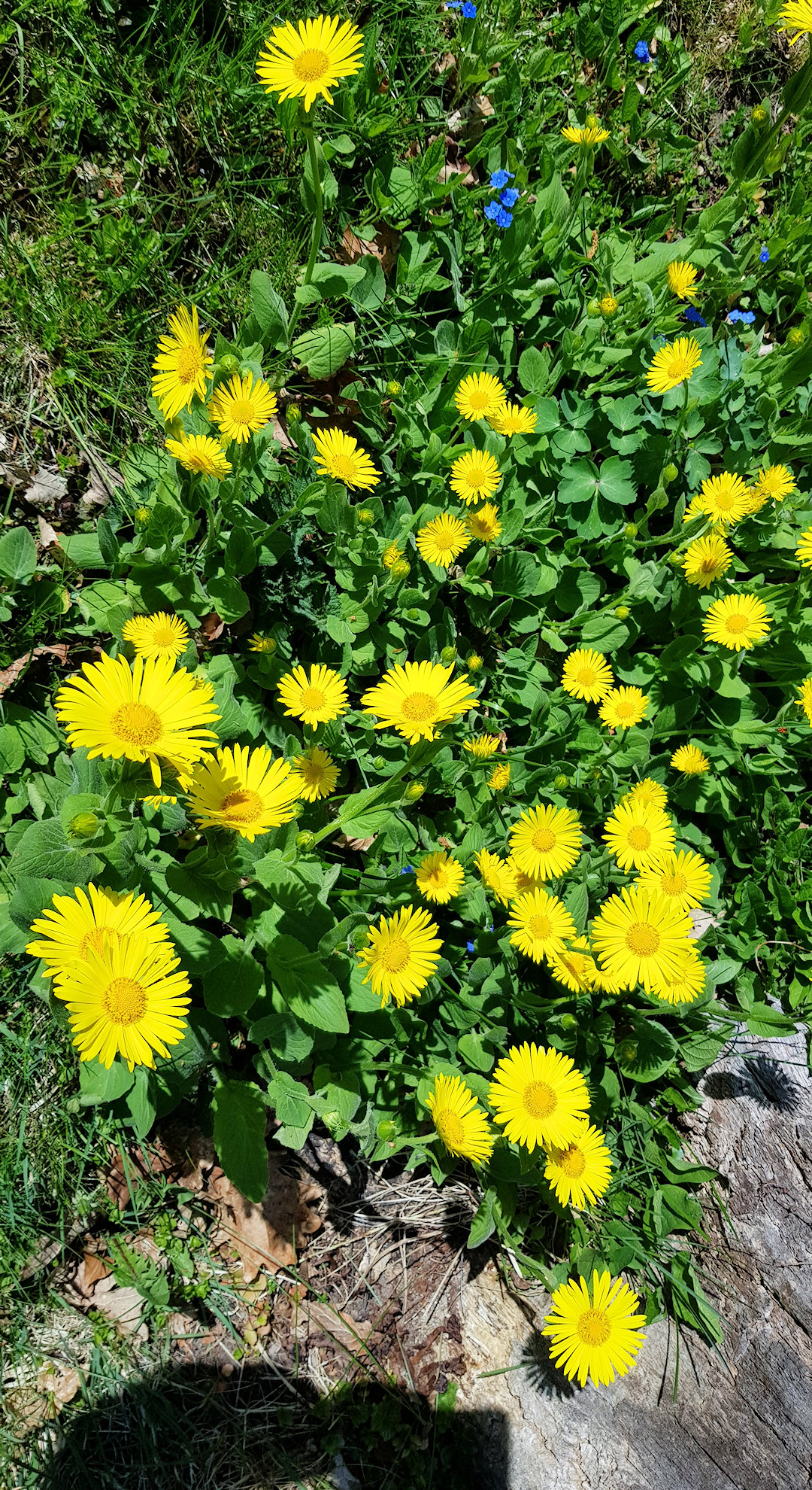 ....und ein wunderbarer Sommergruß.......!